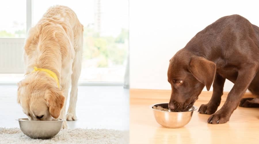 White and Chocolate Dogs Eating From Dog Bowls