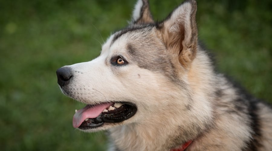 White and Gold Dog Outdoors