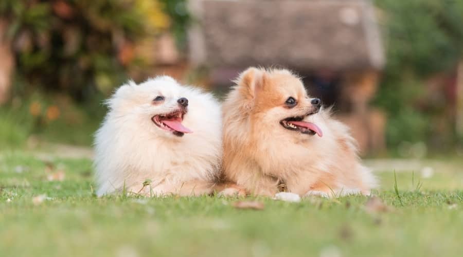 White and Gold Pomeranians