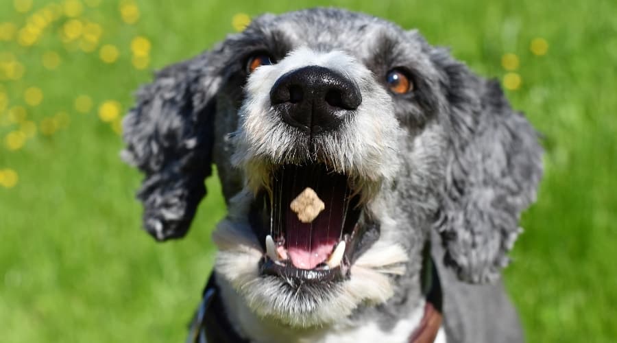 White and Gray Dog Catching a Treat in Its Mouth