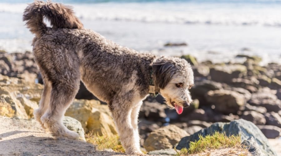 White and Gray Dog Walking on Rocks at the Beach