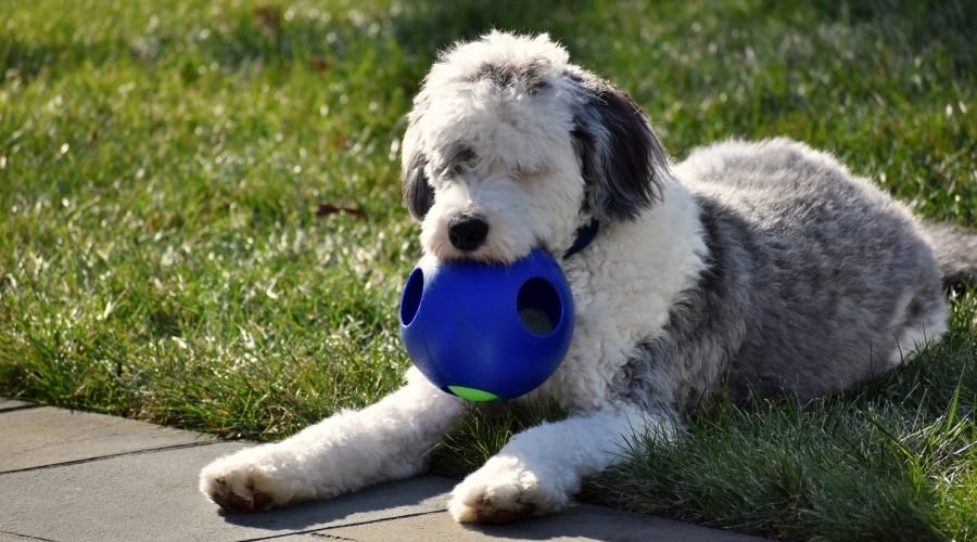 White and Gray Dog in Grass