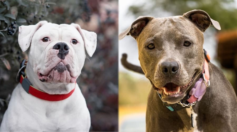 White and Gray Dogs Faces