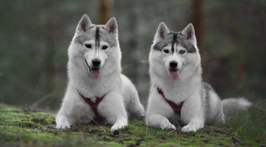 White and Gray Dogs Lounge Outside