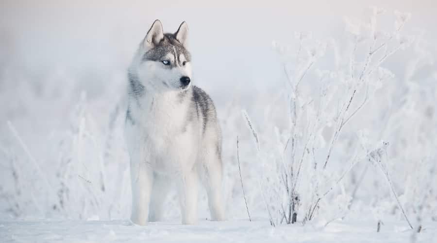 White and Gray Husky in Snow
