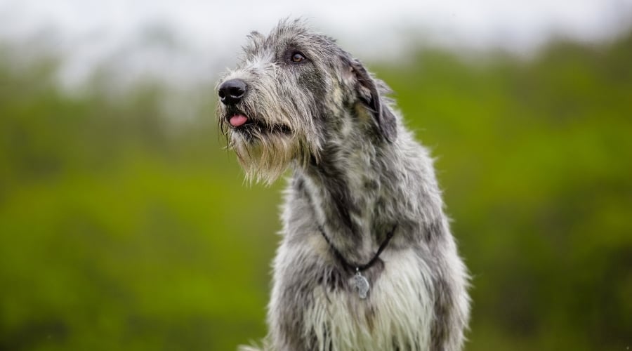 White and Gray Shaggy Dog Hungry