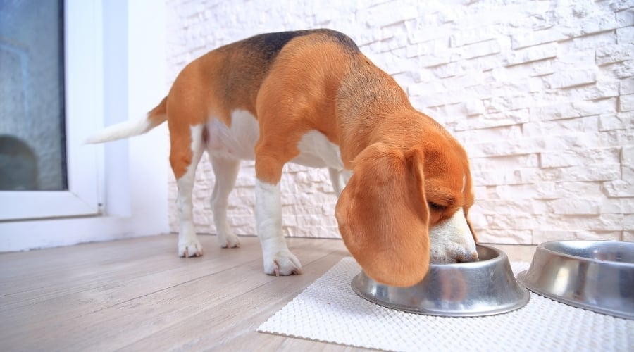 White and Orange Dog Eating From Dog Bowl