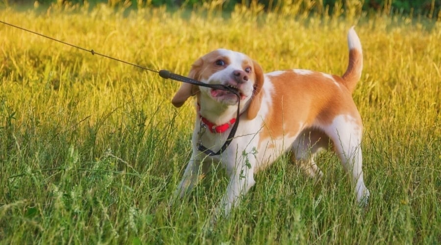 Dog pulling on a leash with. mouth.