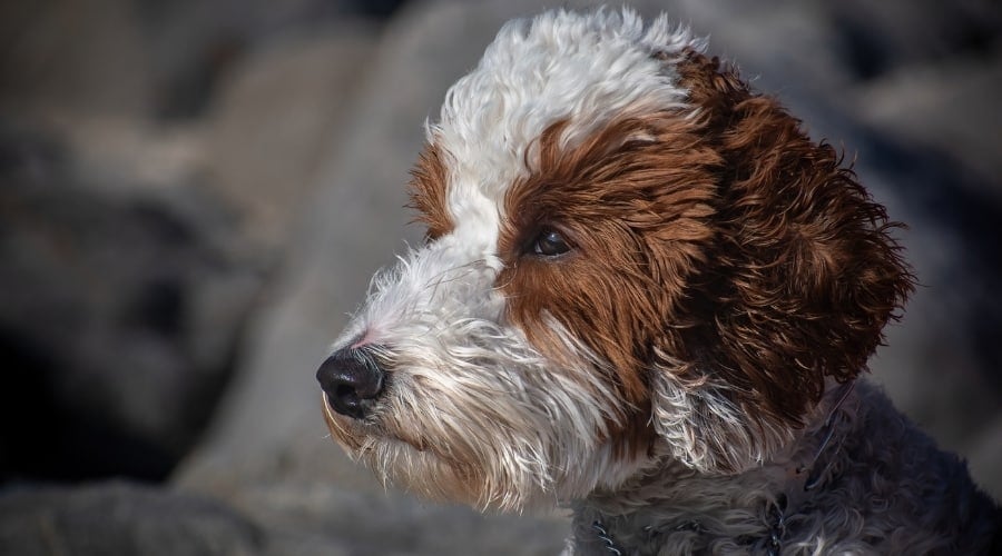 White and Red Dog's Face