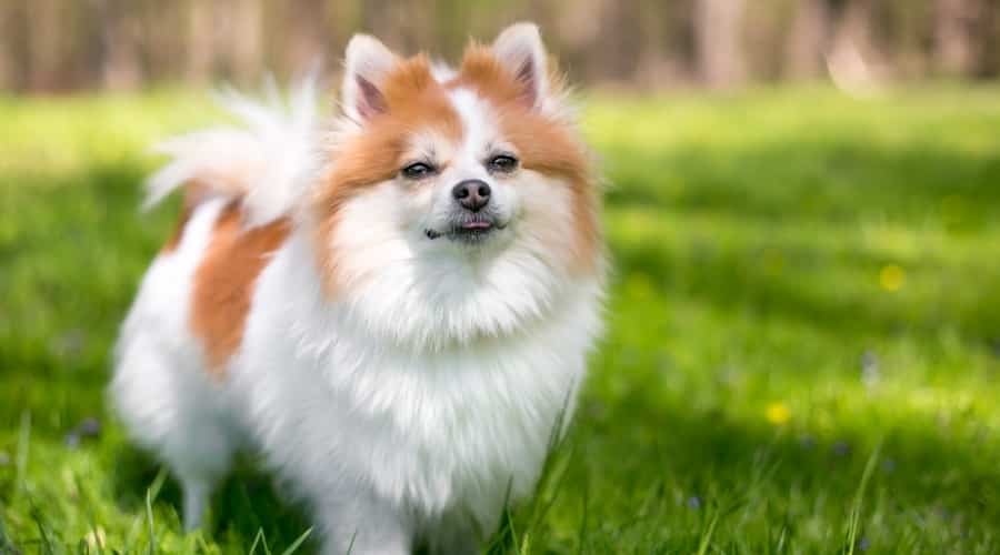 White and Red Pomeranian
