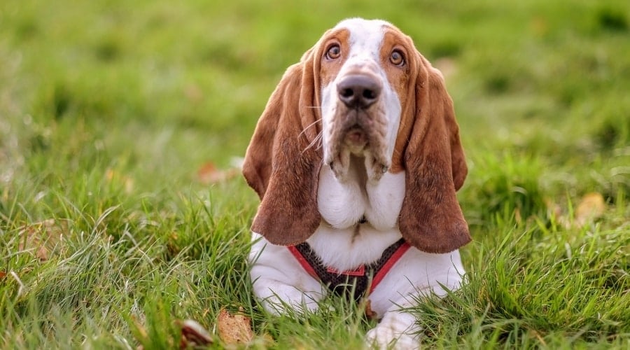 Basset Hound laying in the grass.