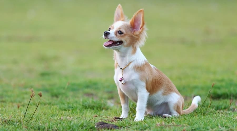 White and Tan Dog