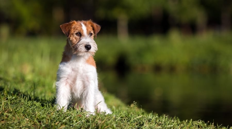 White and Tan Dog Sitting Outdoors on a Sunny Day