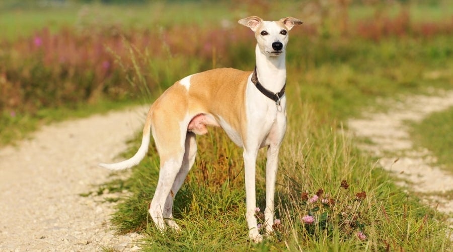 White and Tan Dog