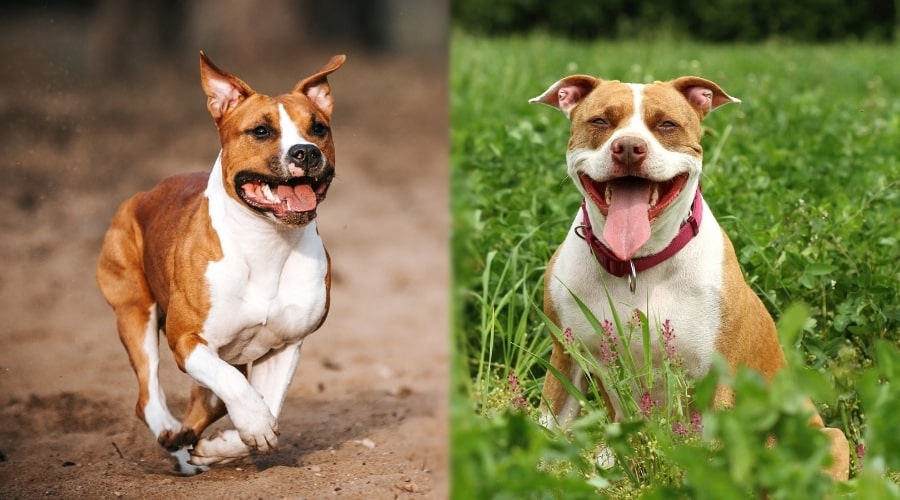 White and Tan Dogs Outdoors