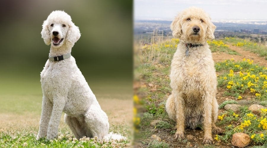 White and Yellow Dogs Outdoors