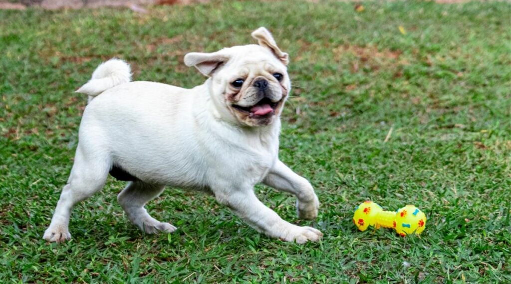 White color Pug dog running and playing in the grass with a toy