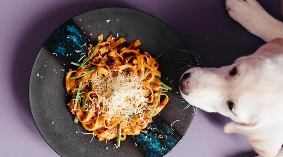 White dog looking at bowl of pasta with sauce and cheese