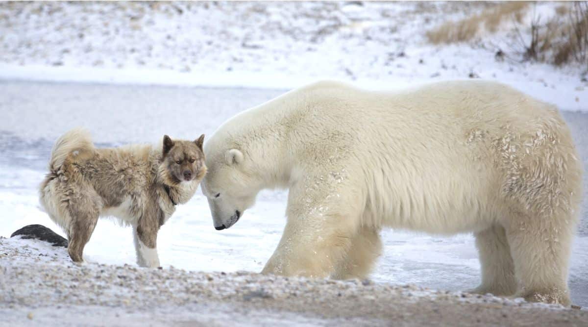 White dog looking up close at a polar bear in the snow