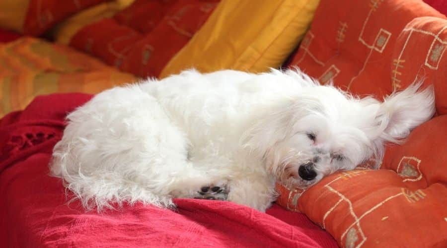 White dog sleeping on red blanket