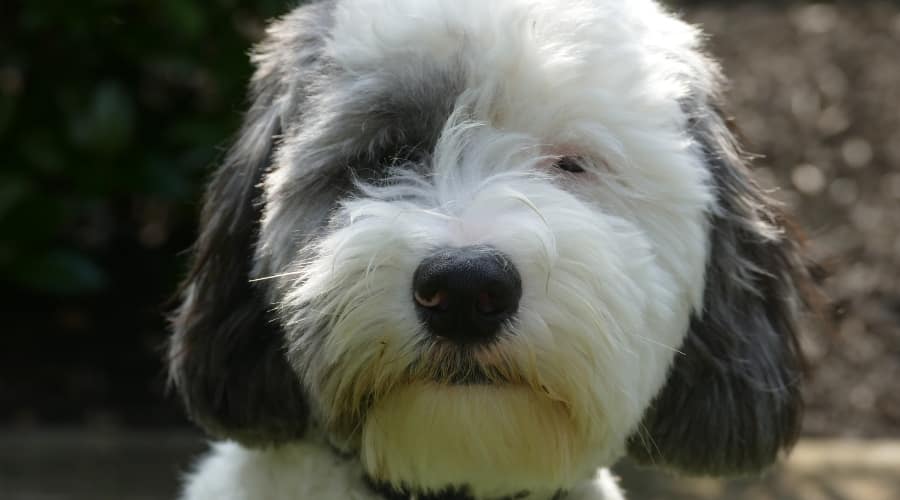 White dog with Gray Ears