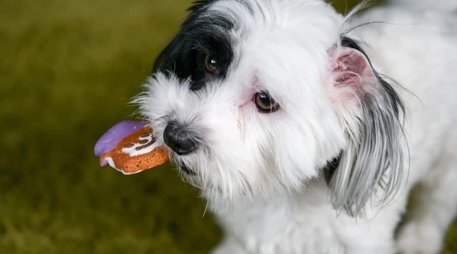 White dog with black spot eating cookie