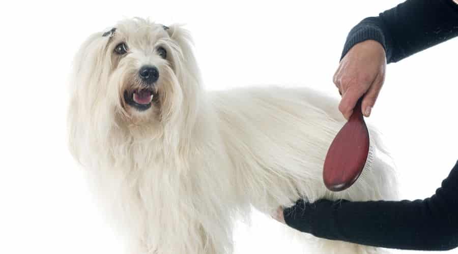 White dog with long hair getting groomed