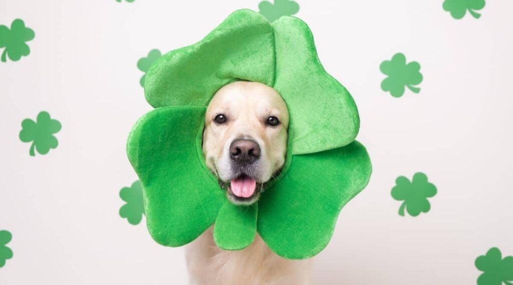 White lab with lucky clover hat on and four leaf clover background
