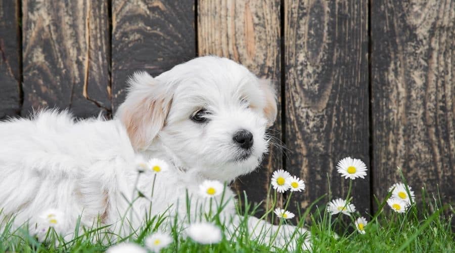 White puppy sitting in grass
