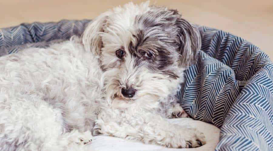 White senior Havanese Dog Relaxing in a Dog Bed