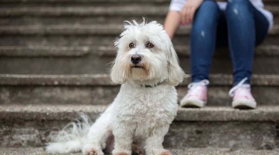 White small dog pet by person on steps