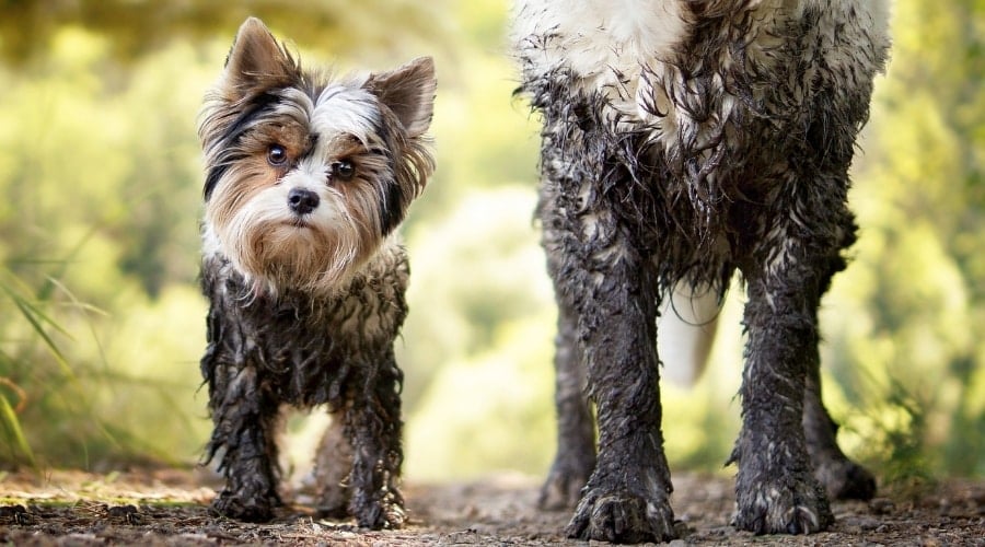 Two dogs playing in a muddy puddle on a walk.