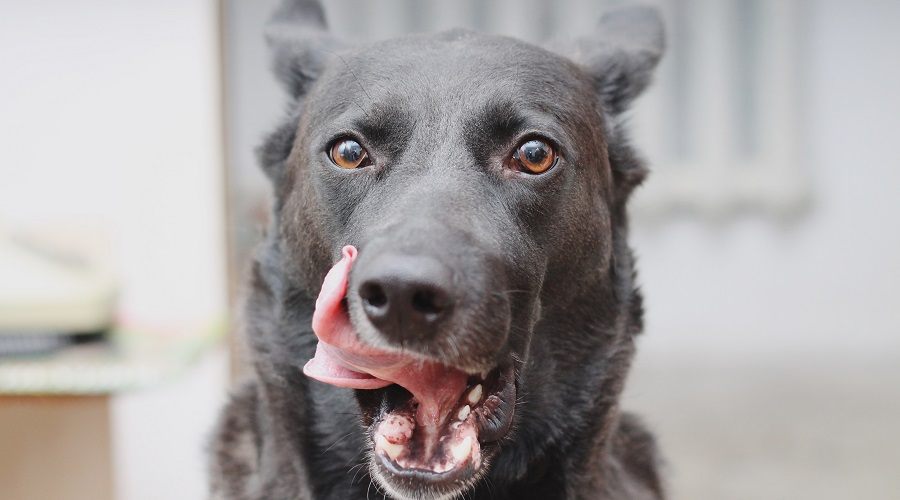 Why Dogs Need Glucosamine and Chondroitin