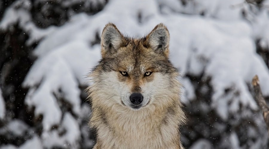 Wild Gray Wolf in the snow.