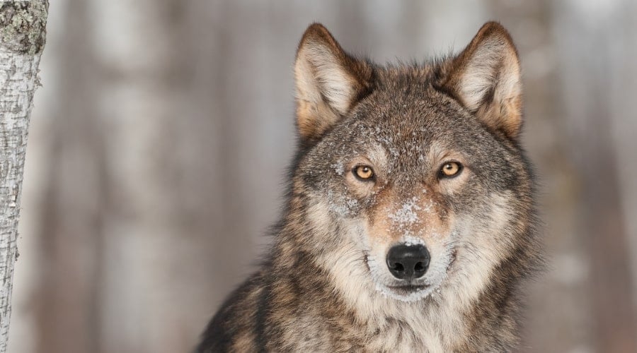 Wild Gray Wolf with amber eyes.
