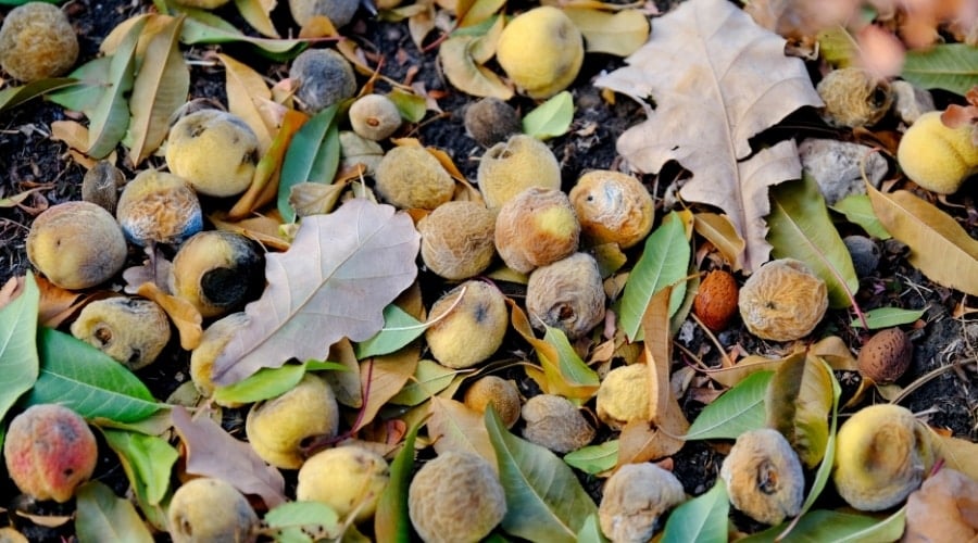 Windfalls Molding on the Ground