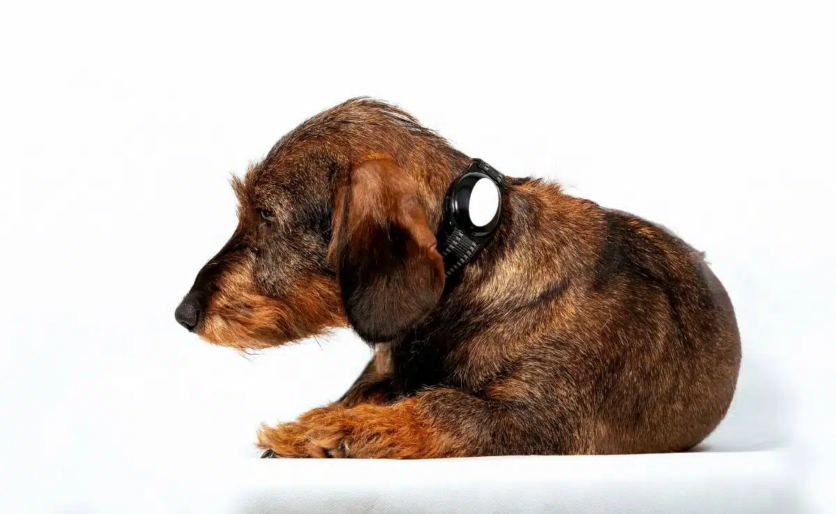 Wire-haired dachshund with electronic gps collar