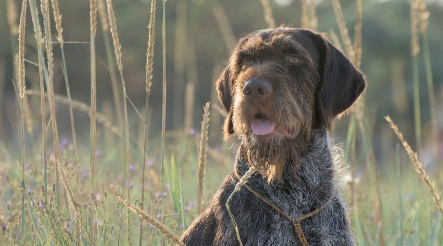 Wirehaired Pointing Griffon Outdoors