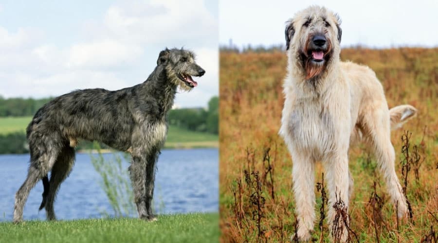 Wiry Dogs Outside in a Field