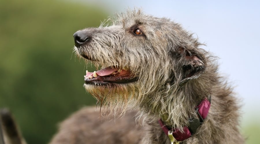 Wiry Gray Dog Looks Up