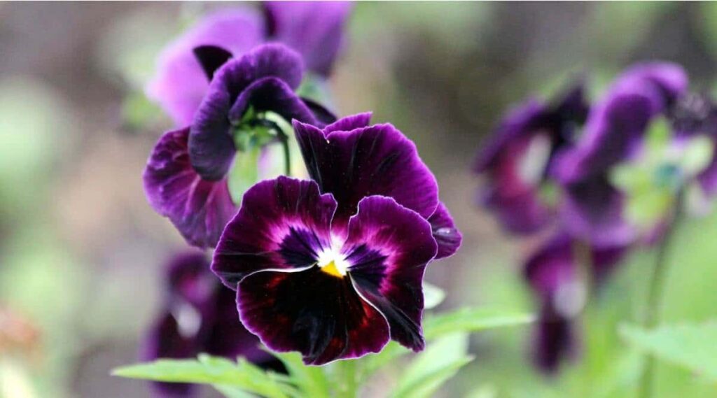 Violet