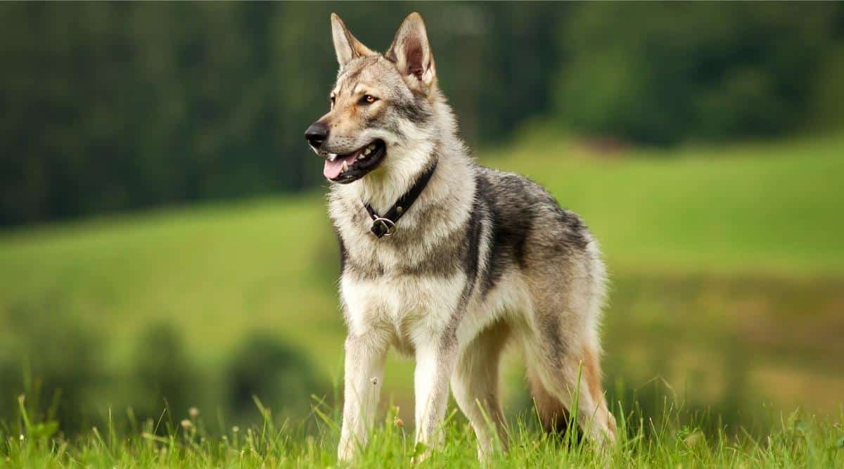 Wolf Like Dog breed in a grassy meadow.
