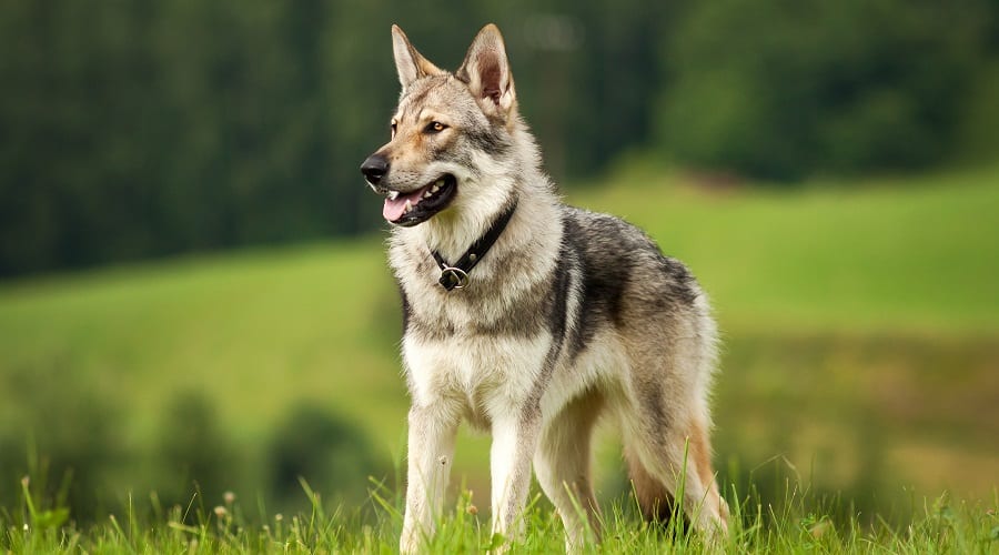 Wolf-like dog in a field.