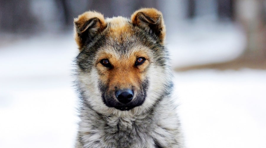 300 Wolf Names For Dogs Alpha Dog Names For Males Females Canine 300 Wolf Names For Dogs Alpha Dog Names For Males Females Canine