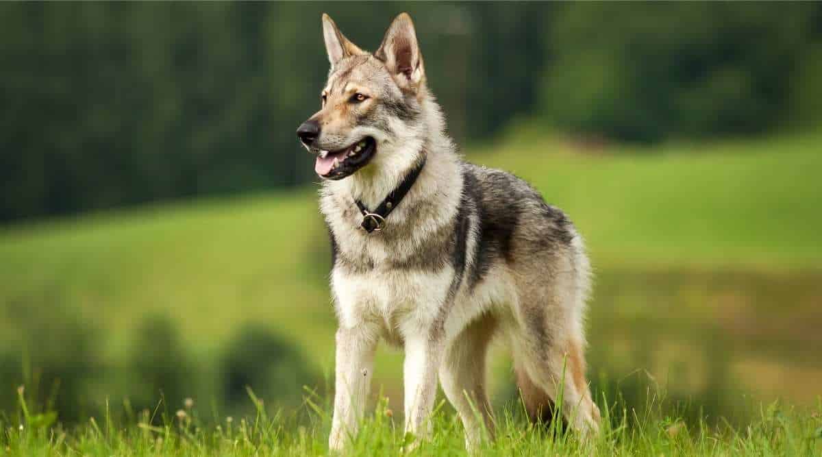 Wolf Like Dog Breed in Meadow