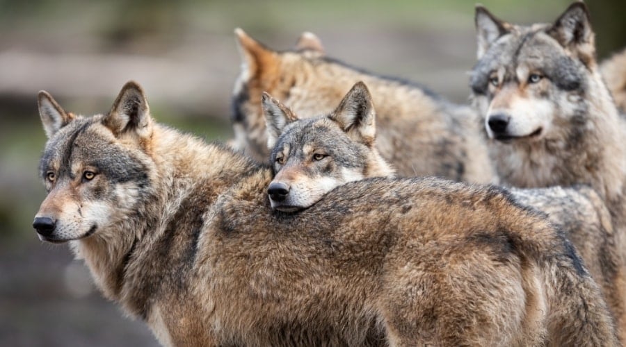 Wolves in a Pack Together