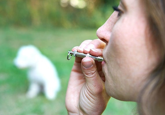 Woman blowing into dog whistle near white poodle