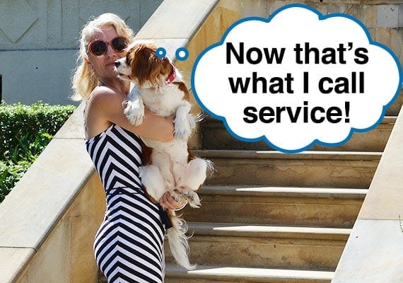 Woman carrying her elderly Cavalier King Charles Spaniel up the concrete stairs