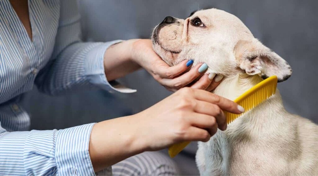 Woman combs a white French bulldog with a yellow comb on a gray background