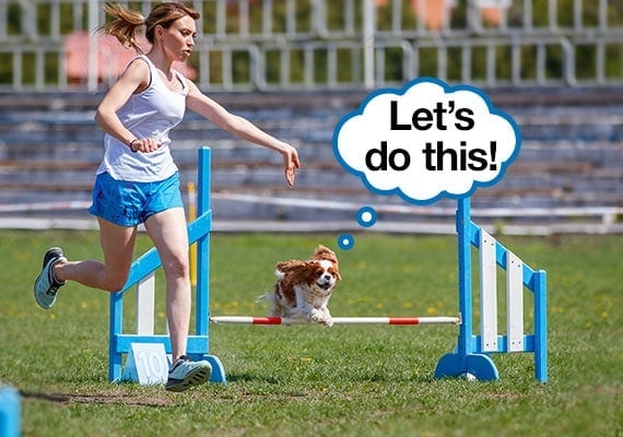 Woman exercising by jogging along side her Cavalier King Charles Spaniel for exercise as dog completes agility course